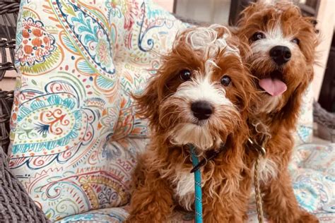 cavapoo breeders in illinois|cavapoo puppies illinois.